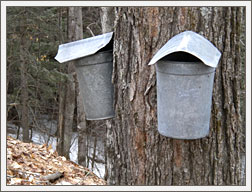 Maple sap buckets